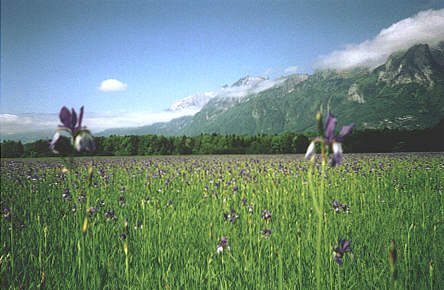 Iris dans la valle du Rhin